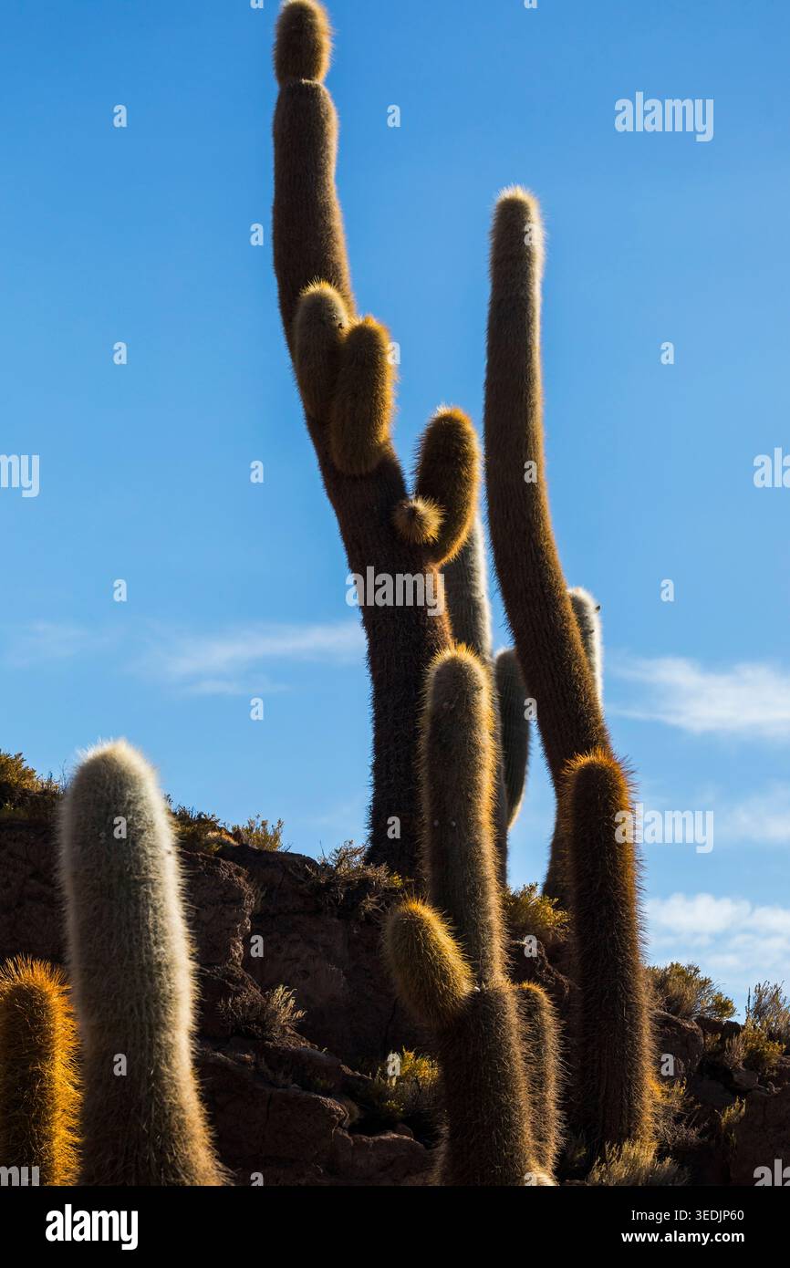 Enormi cactus colonnari, probabilmente Echinopsis atacamensis, raggiungono drammaticamente un cielo azzurro limpido sull'isola di Incahuasi all'interno del Salar de Uyuni, il W Foto Stock