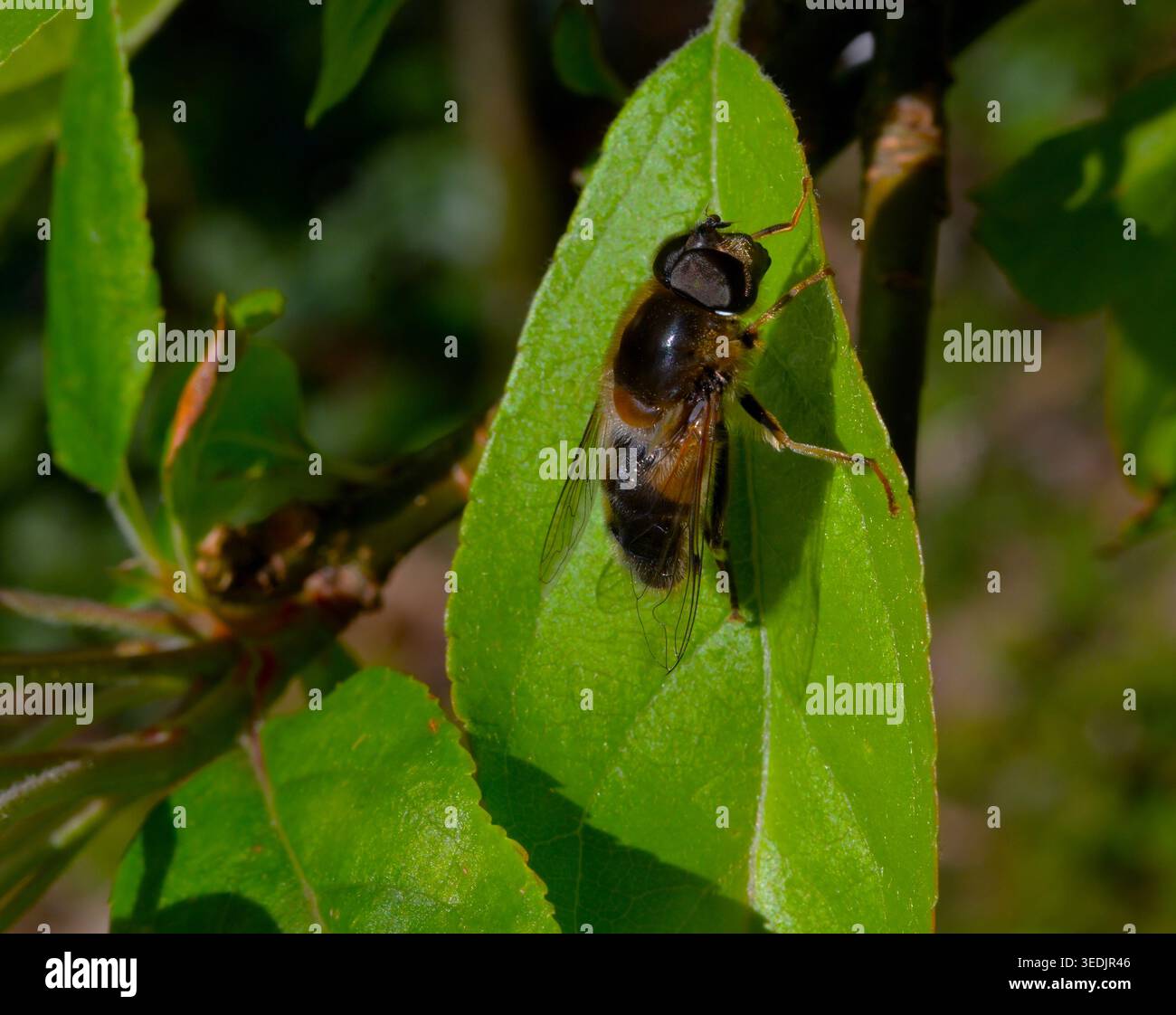 Drone Fly, immagine ravvicinata, appoggiata su una foglia Foto Stock