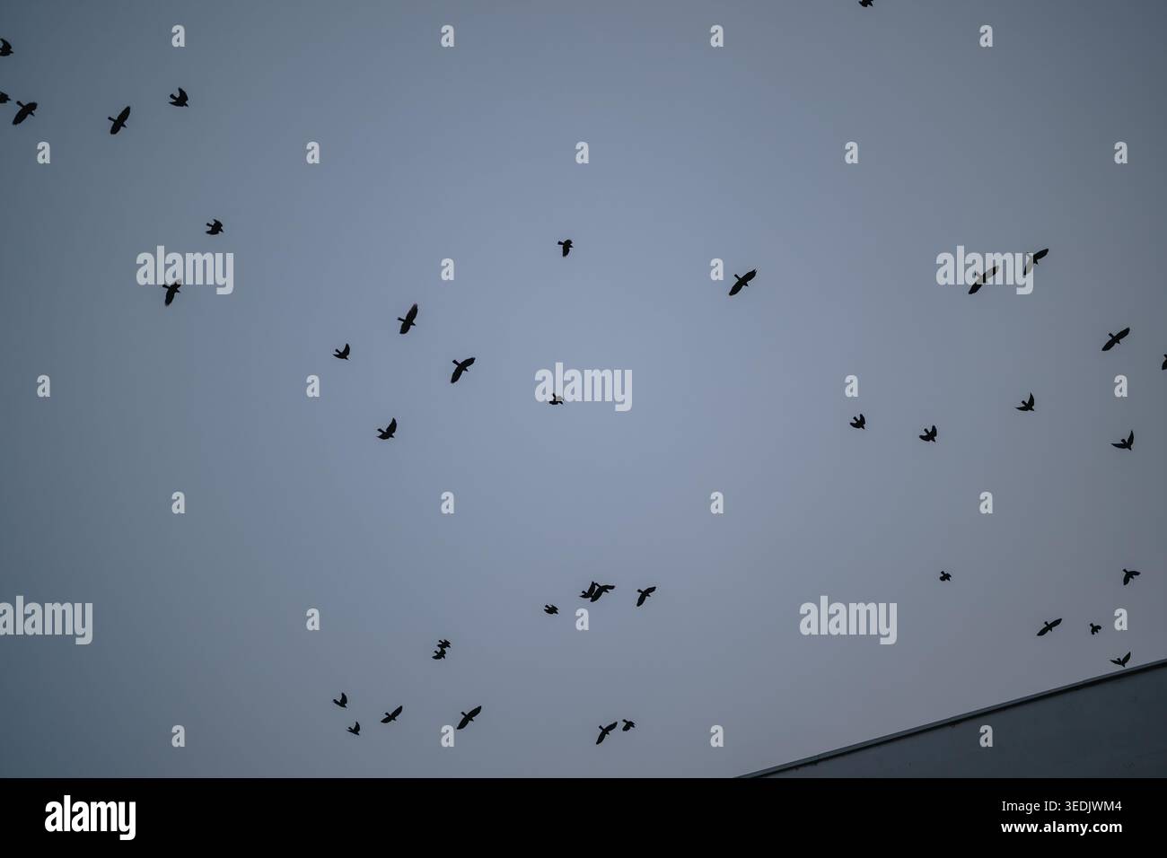 Stormo sagomato di uccelli che volano attraverso un cielo grigio mostruoso sopra un tetto urbano Foto Stock