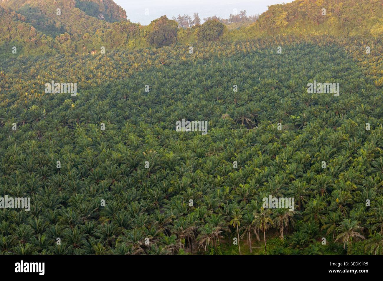 Vista aerea di una vasta piantagione verde di olio di palma che copre le colline nella provincia rurale della Thailandia, mostrando un paesaggio naturale tranquillo e sereno Foto Stock