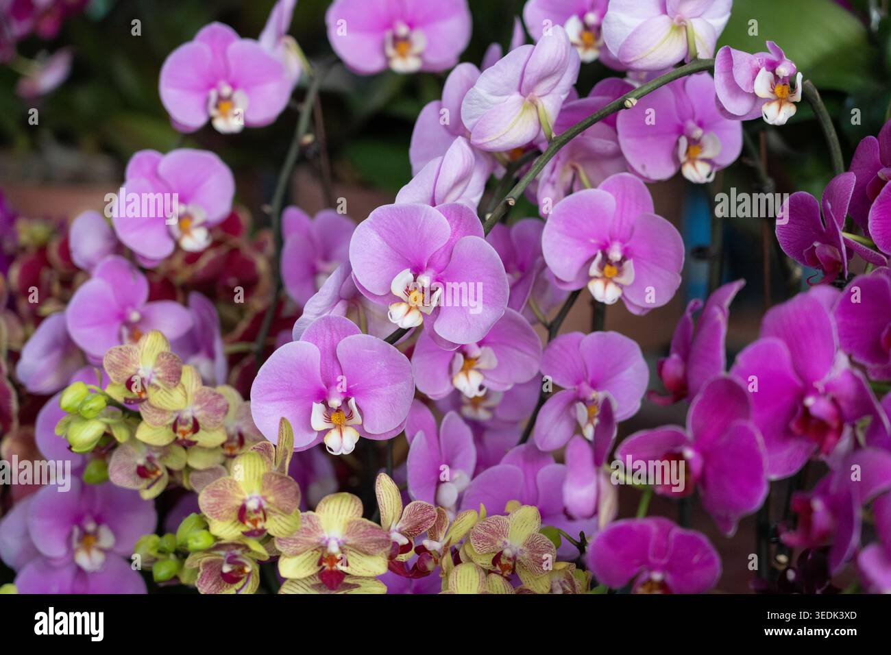 Gruppo di orchidee phalaenopsis rosa con petali vibranti e centri delicati Foto Stock