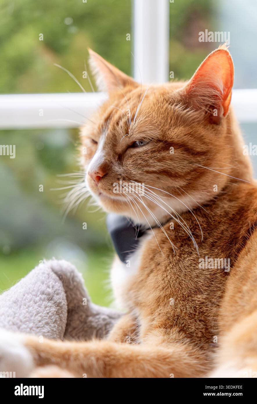 Gatto arancione che si rilassa vicino alla finestra godendosi la calda luce del sole Foto Stock