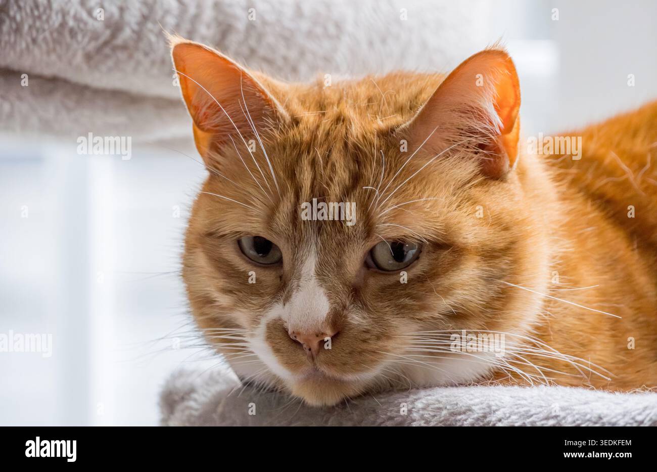 Gatto dello zenzero domestico che si rilassa su un letto per animali domestici che guarda avanti Foto Stock