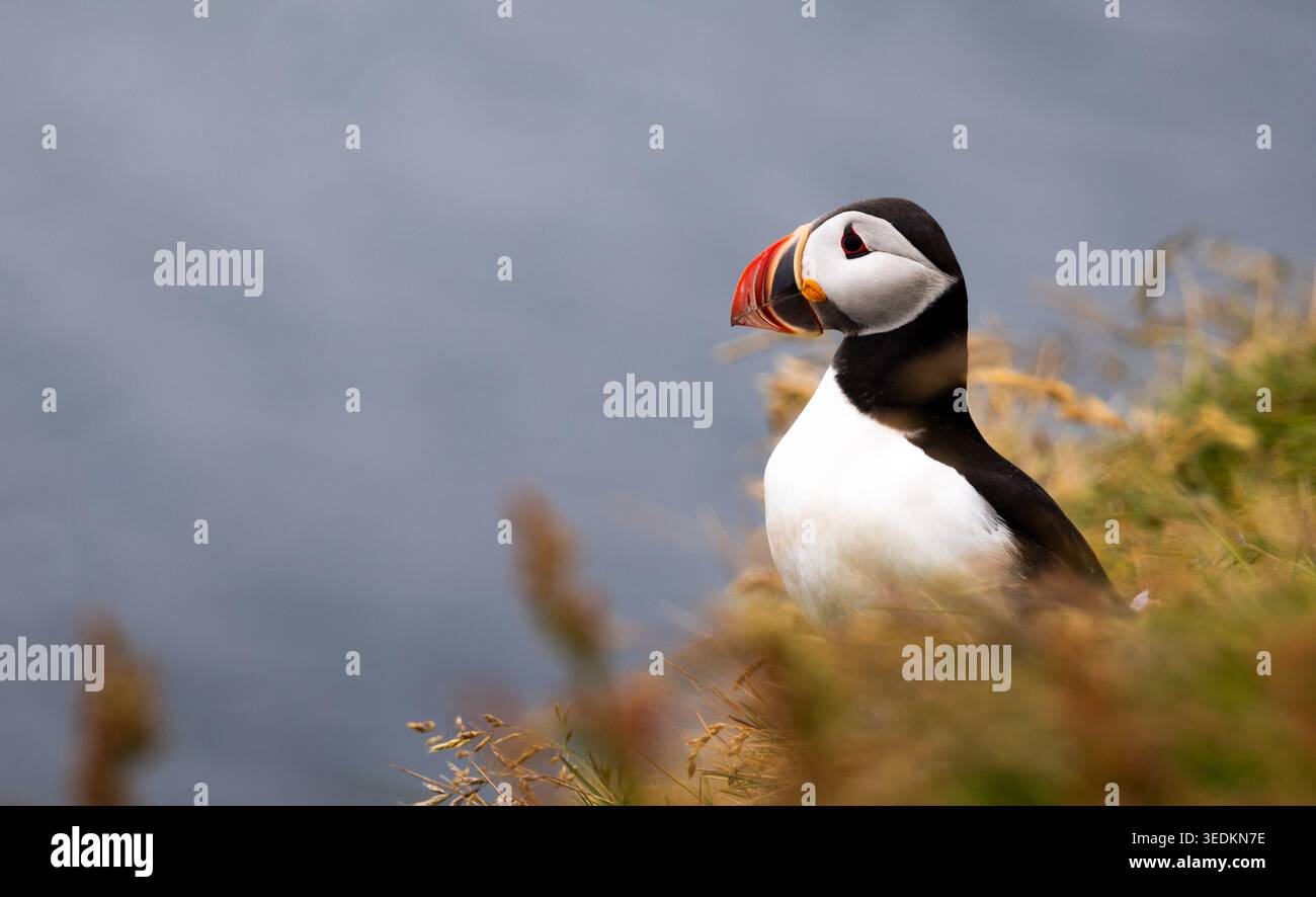 Ritratto di una puffin in piedi nell'erba alta di fronte all'Oceano Atlantico blu Foto Stock