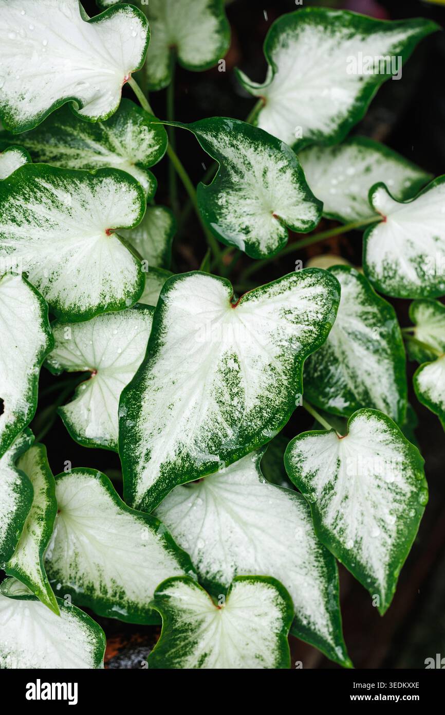 Vista aerea di una cultivar di caladio bianco - foglie bianco crema con margini verde scuro e venatura fine, motivo botanico piatto. Foglia ornamentale Foto Stock