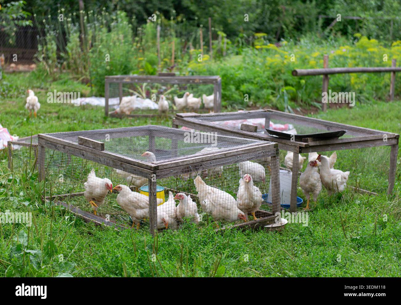 Gruppo di polli in gabbie all’aperto in piccole aziende agricole, concetto di allevamento avicolo da cortile, agricoltura e stile di vita rurale. Foto Stock