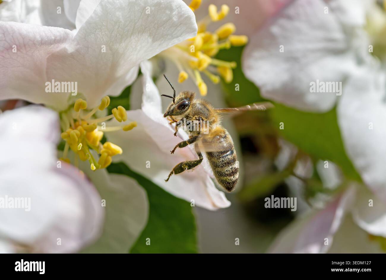 Primo piano di un'ape del miele volante (Apis mellifera) in una fioritura di mele bianche Foto Stock