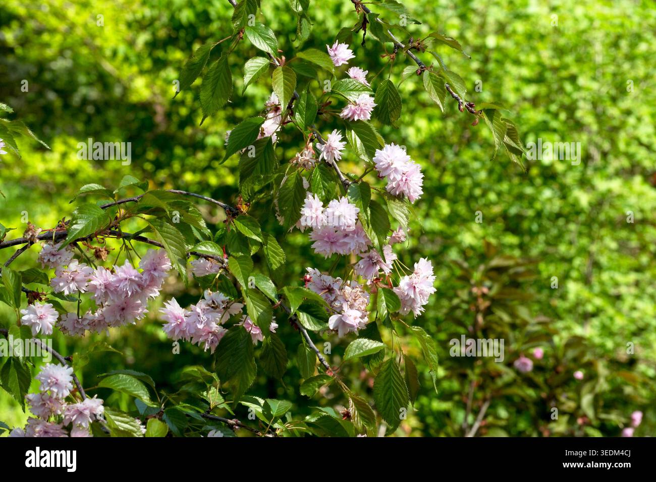 Delicati fiori rosa fioriscono sotto la luce del sole, circondati da una vegetazione lussureggiante. Foto Stock