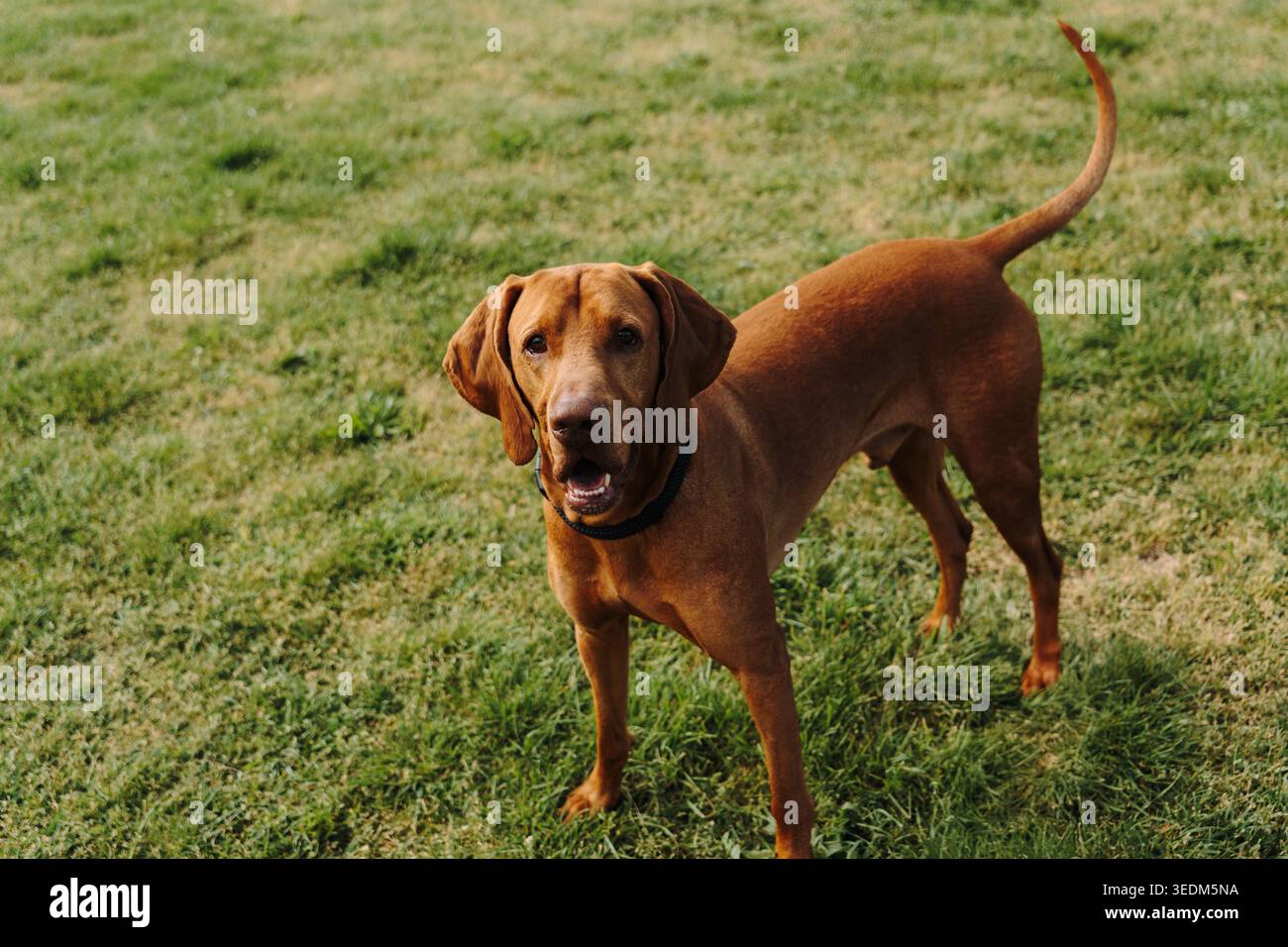 Vizsla ungherese in piedi su erba verde e guardando la fotocamera alla luce calda del sole all'aperto. Elegante ritratto di cane da caccia, fedele compagno e attivo Foto Stock