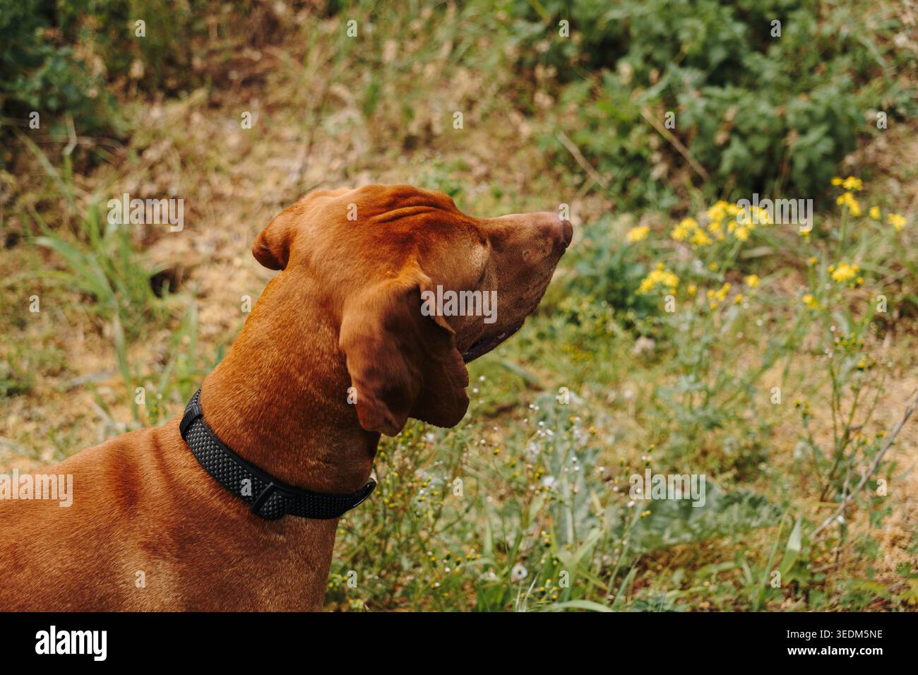 Ritratto del profilo laterale della Vizsla ungherese in erba selvatica sotto la calda luce del sole all'aperto. Elegante cane di razza pura, espressione attenta e attiva Foto Stock