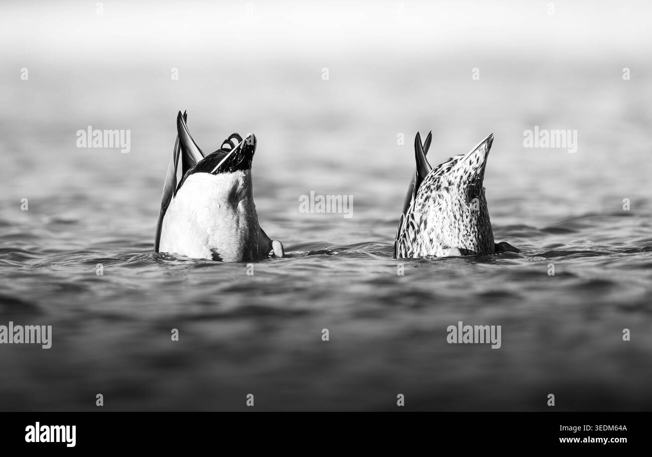 Un'immagine in bianco e nero di un'anatra femmina e maschio che si tuffa sotto l'acqua, con solo le loro piccole code che si attaccano sopra la superficie Foto Stock