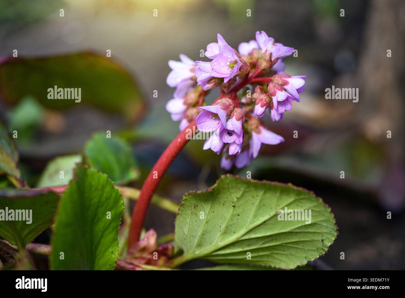 Fiori di Bergenia crassifolia nel giardino primaverile. Messa a fuoco morbida Foto Stock