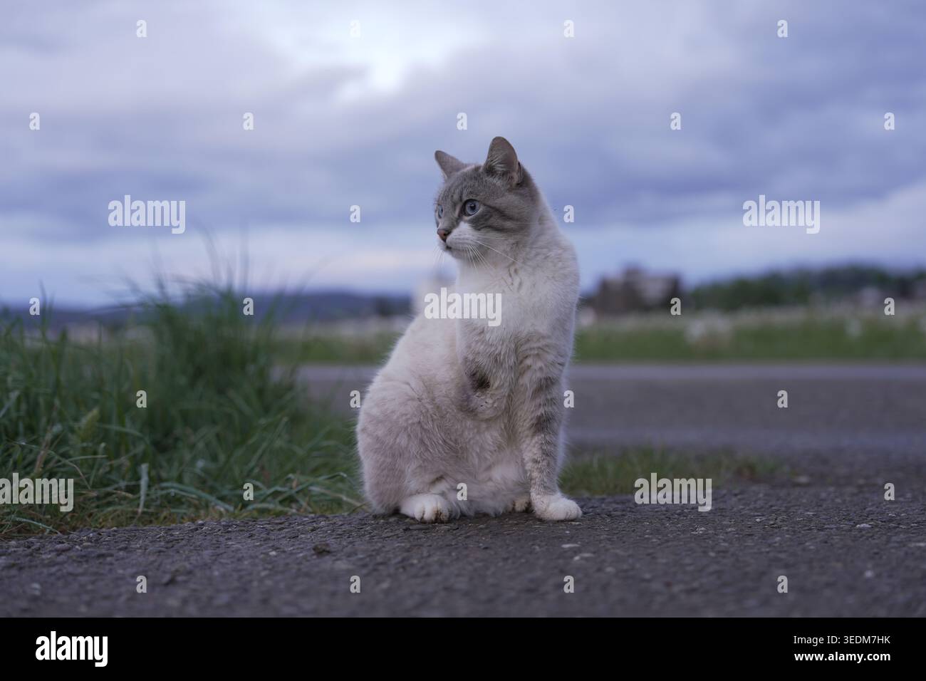 Gatto color crema seduto su una tranquilla strada rurale vicino all'erba e agli alberi, scenario di campagna all'aperto con luce naturale soffusa. Foto Stock