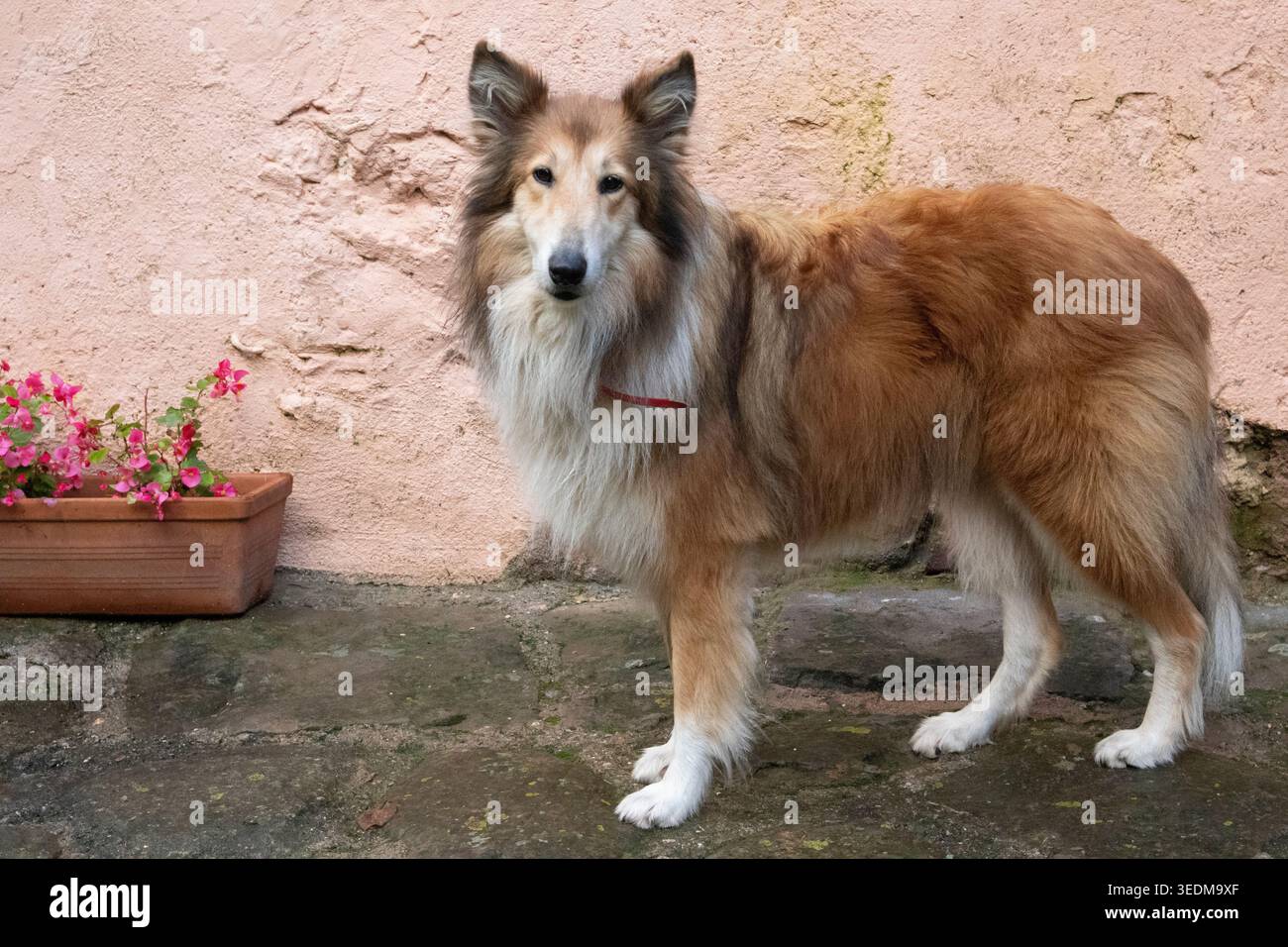 Un cane da collie dai capelli lunghi si trova su un terreno di pietra accanto a una parete beige testurizzata. Il suo rivestimento marrone-rossastro e bianco è spesso e ben curato Foto Stock