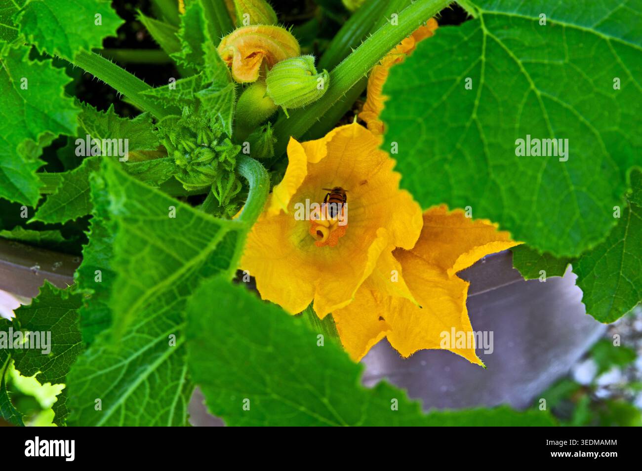 Il pungiglione di un'ape di miele è visibile all'interno della fioritura di zucchine di colore giallo brillante. L'insetto lavora diligentemente raccogliendo e diffondendo il polline. Foto Stock