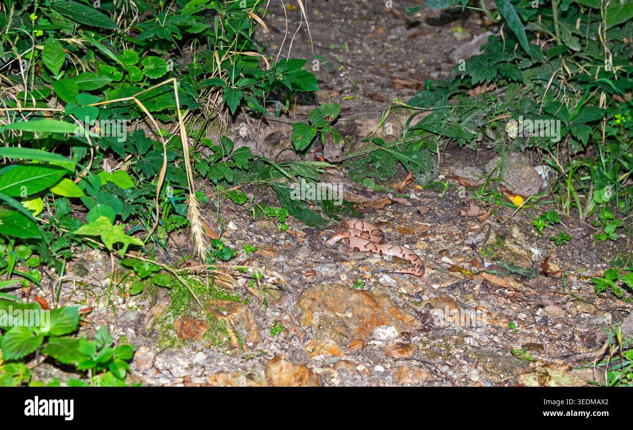 Una testa di rame su un sentiero roccioso su un sentiero escursionistico del Missouri è mimetizzata e si fonde con il suo habitat circostante. Le foglie verdi aggiungono un po' di contrasto Foto Stock