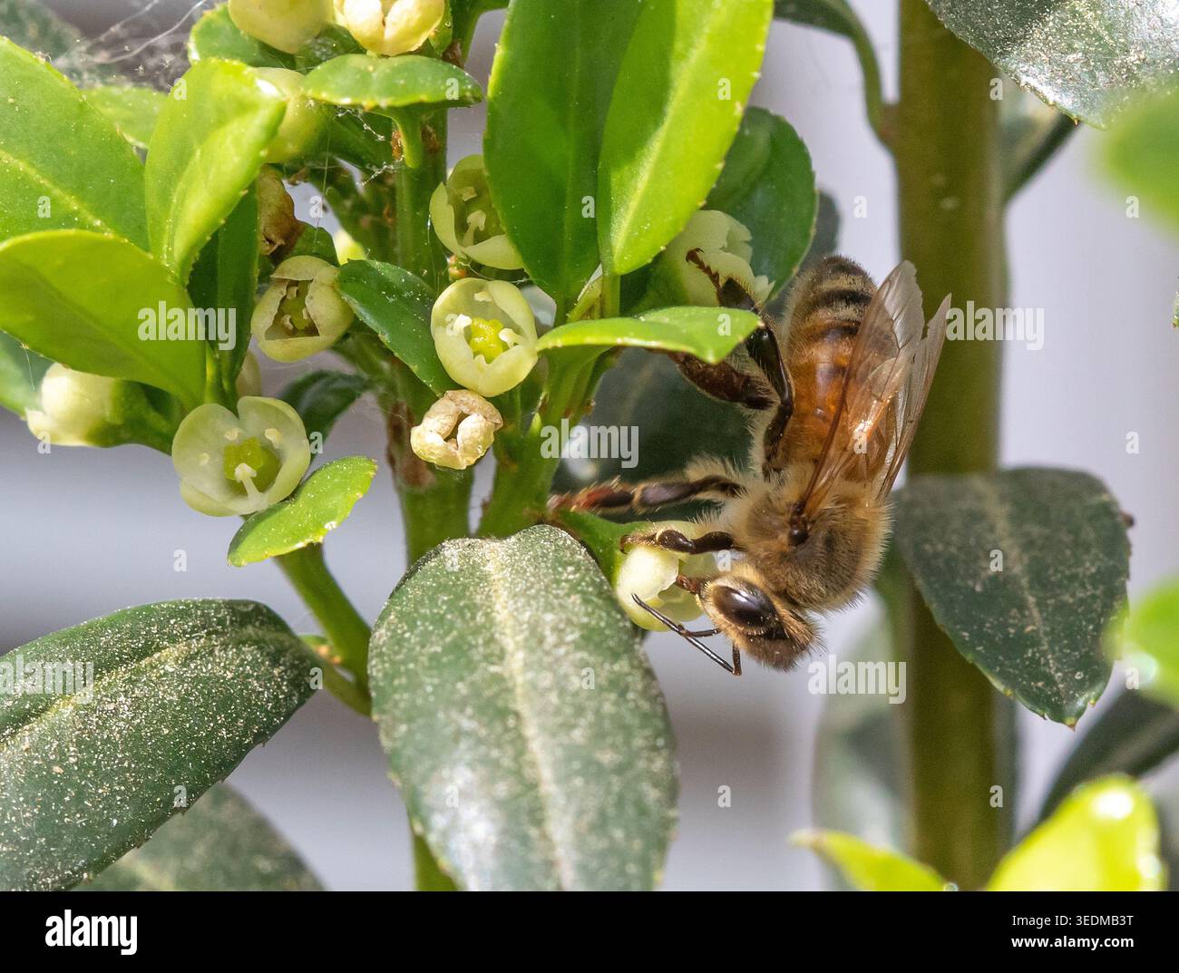 Primo piano di un'ape di miele su una matita giapponese in fiore agrifoglio. Foto Stock