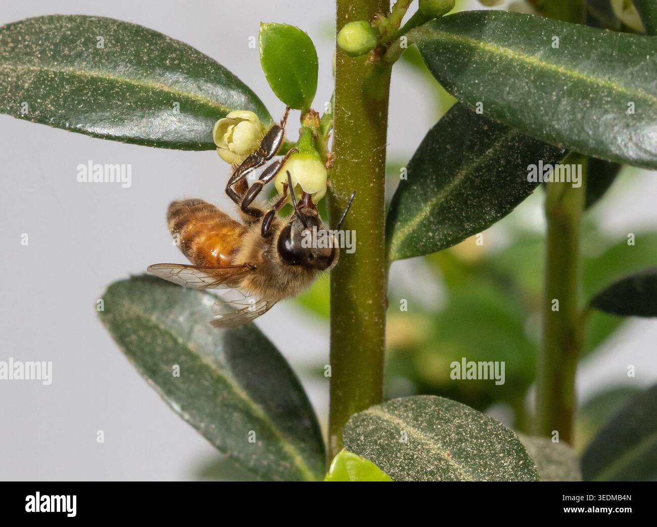 Primo piano di un'ape di miele su una matita giapponese in fiore agrifoglio. Foto Stock