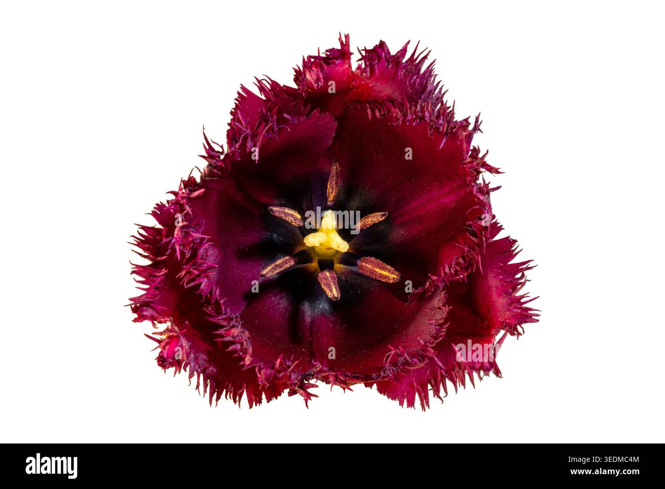 Tulipani con frange vellutate e petali seghettati e anatre vivaci Foto Stock