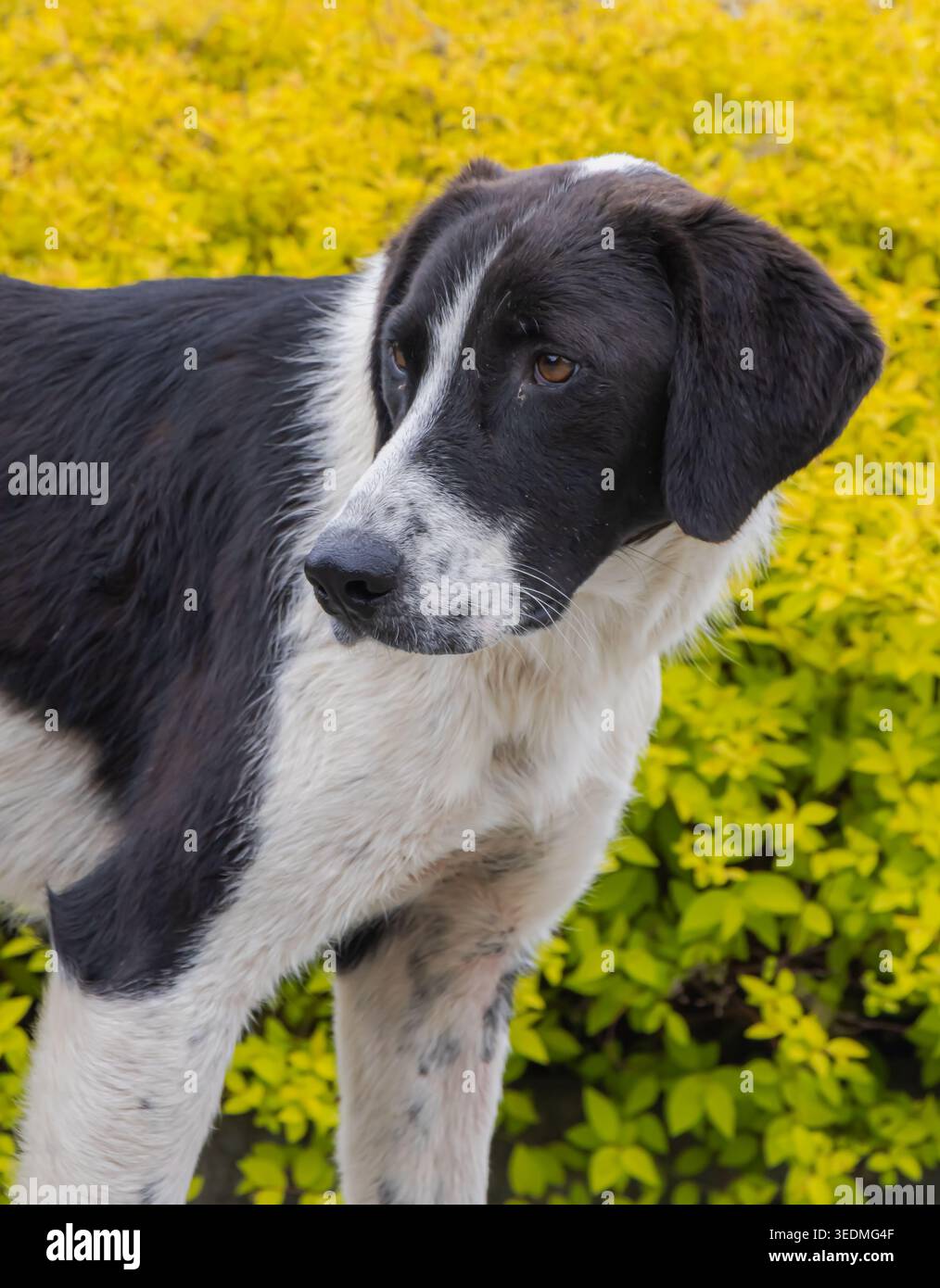 Primo piano ritratto di un cane bianco e nero che si trova all'aperto vicino a un vivace cespuglio giallo. Il cane guarda lateralmente, creando una scena naturale e tranquilla con Foto Stock