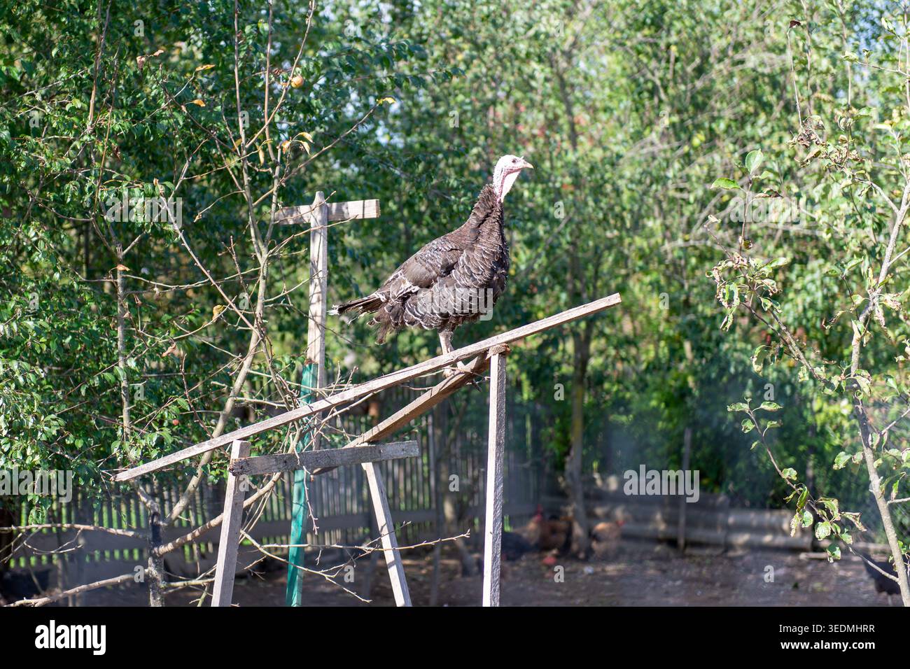 tacchino domestico adulto arroccato su una struttura in legno in una fattoria rurale circondata da alberi e campagna naturale. Foto Stock