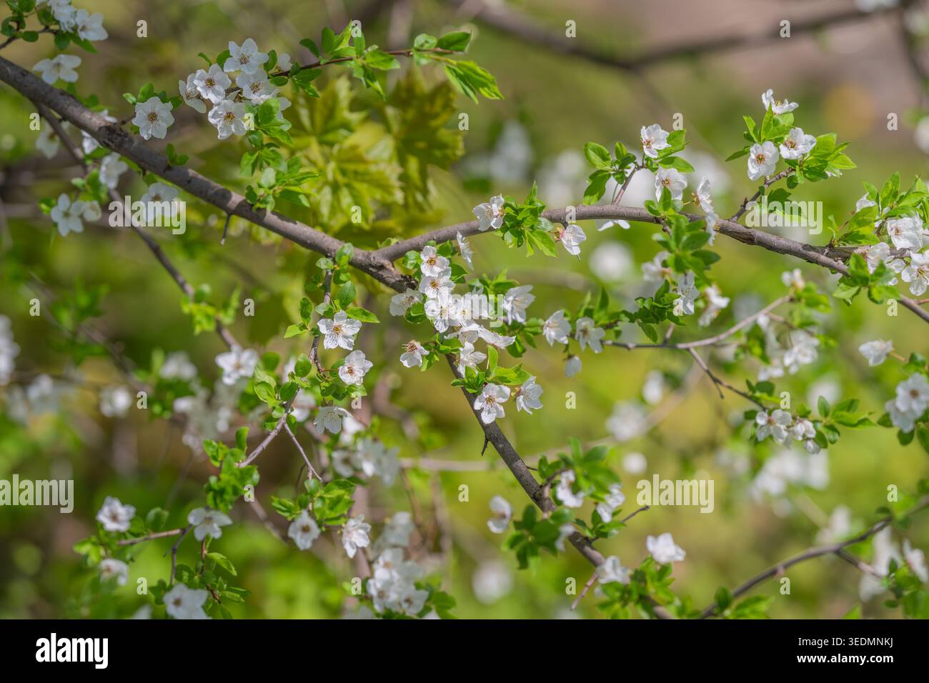 Delicati rami bianchi in fiore con morbido sfondo bokeh, foglie verdi fresche, luce del mattino, ideale per sfondi naturali sereni e brandin di stagione Foto Stock