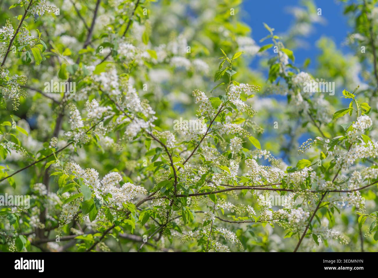 Fiori bianchi incorniciati da un cielo limpido, sottili linee di diramazione incrociano un vibrante sfondo azzurro, foglie verdi e fiori sparsi accentuano la chiarezza e il mare Foto Stock