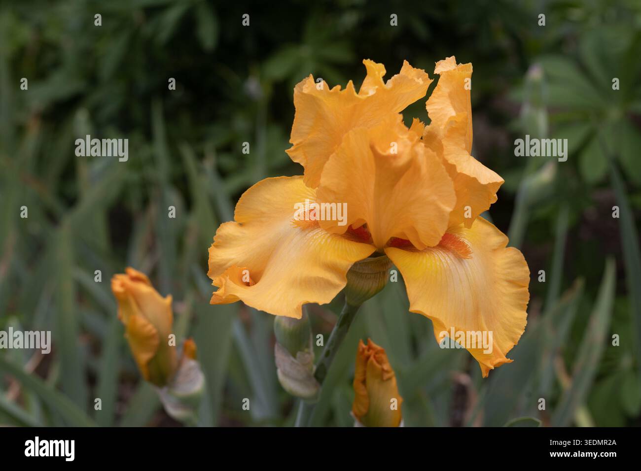 Iris 'China Moon' fiori. Foto Stock