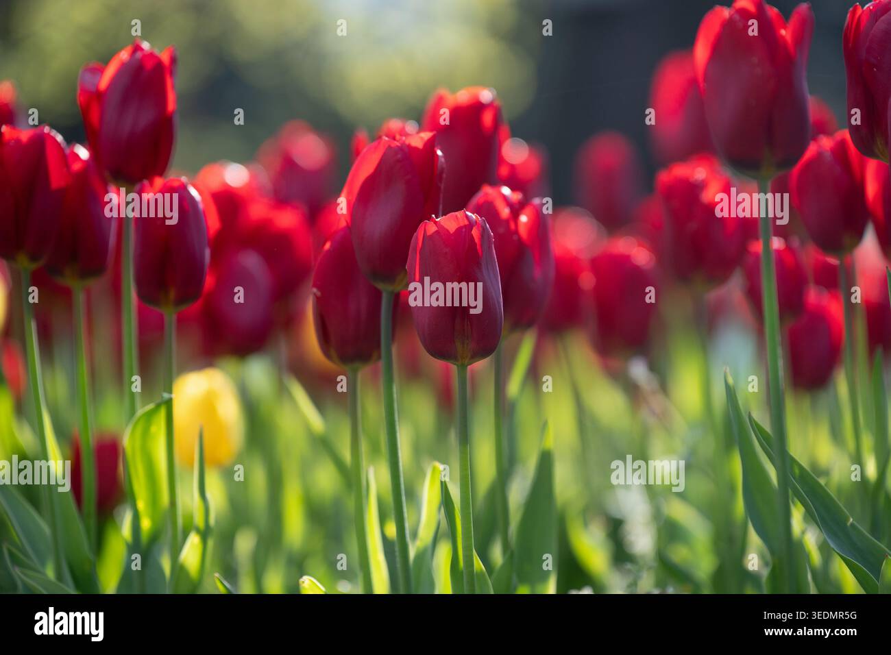 Primo piano di tulipani rossi che fioriscono in un giardino con luce soffusa del sole mattutino. Tulipani rossi illuminati dal sole in un verde campo primaverile, nella natura e nel backgroun floreale Foto Stock