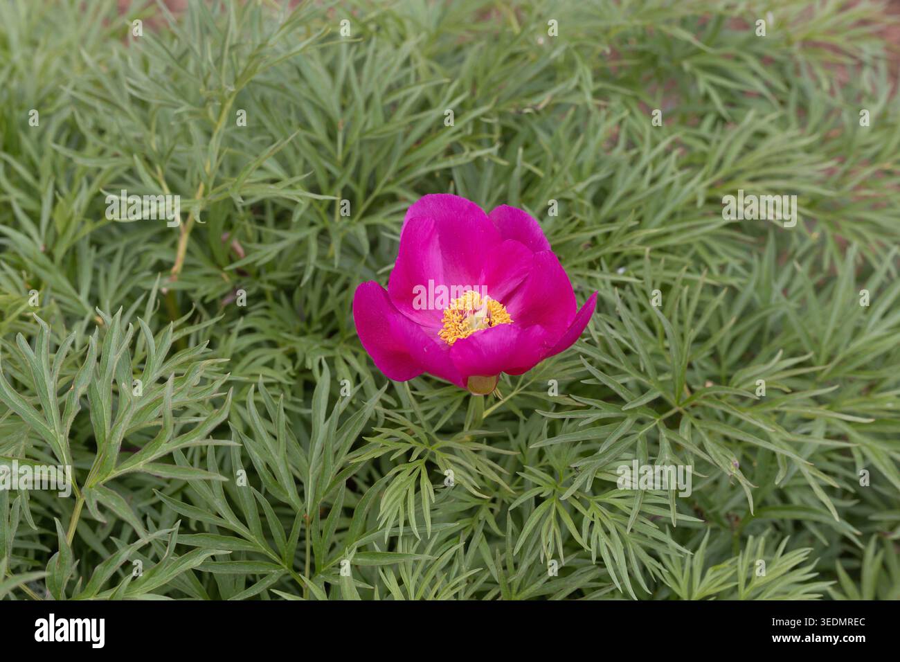 Pianta ibrida di peonie Fernleaf in un giardino. Foto Stock