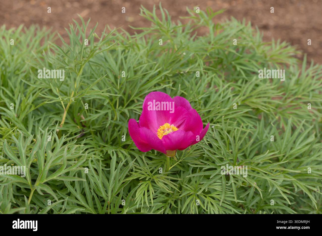 Pianta ibrida di peonie Fernleaf in un giardino. Foto Stock