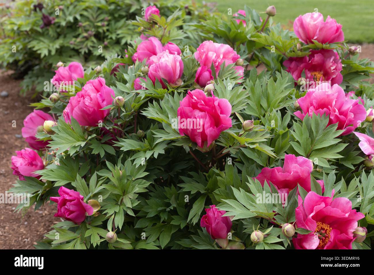 Arbusto di peonia "anguria". Foto Stock