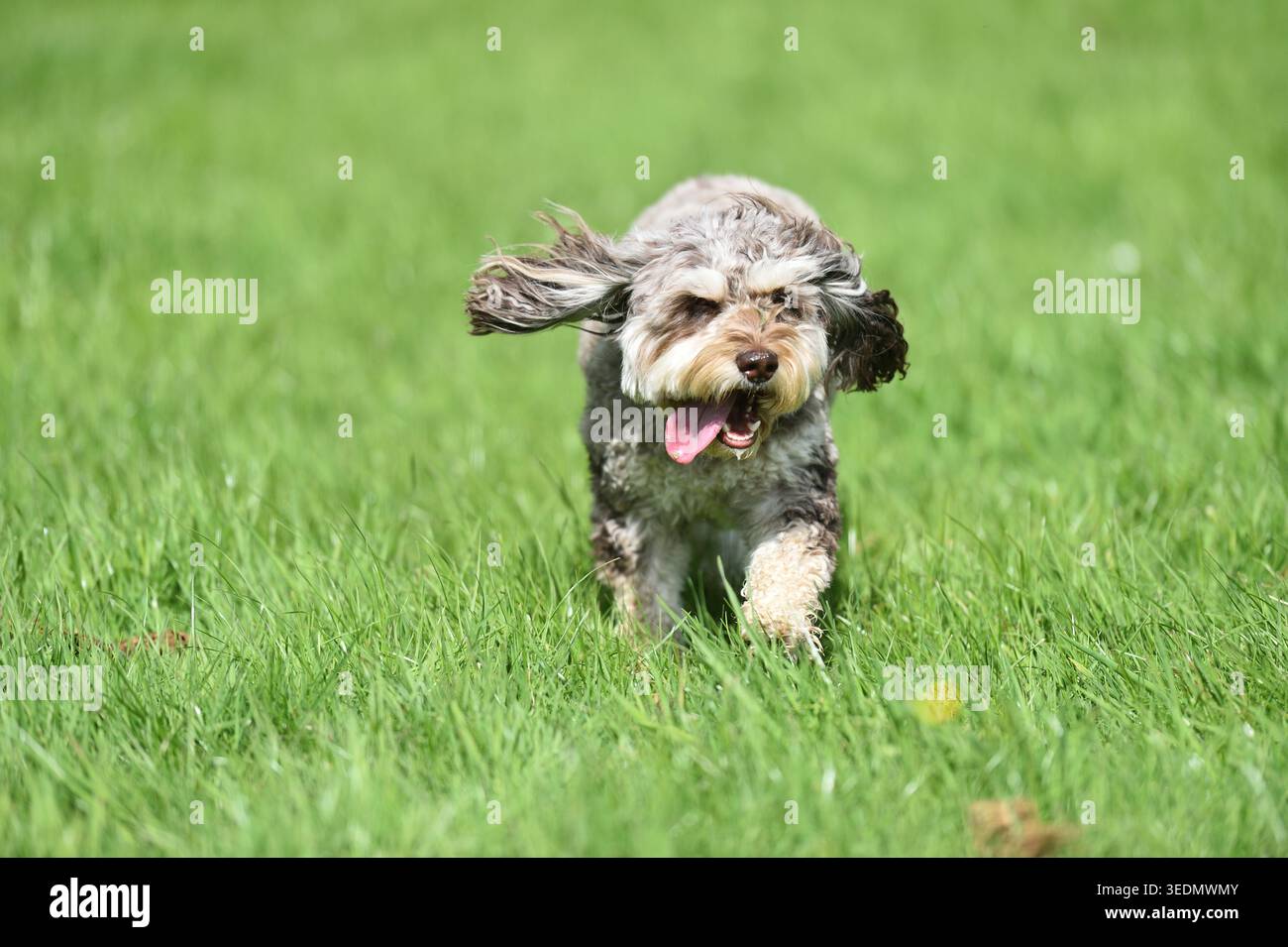 Cavapoo Hybrid Dog con Cavalier King Charles Spaniel e Poodle che corrono sul campo di erba verde Foto Stock