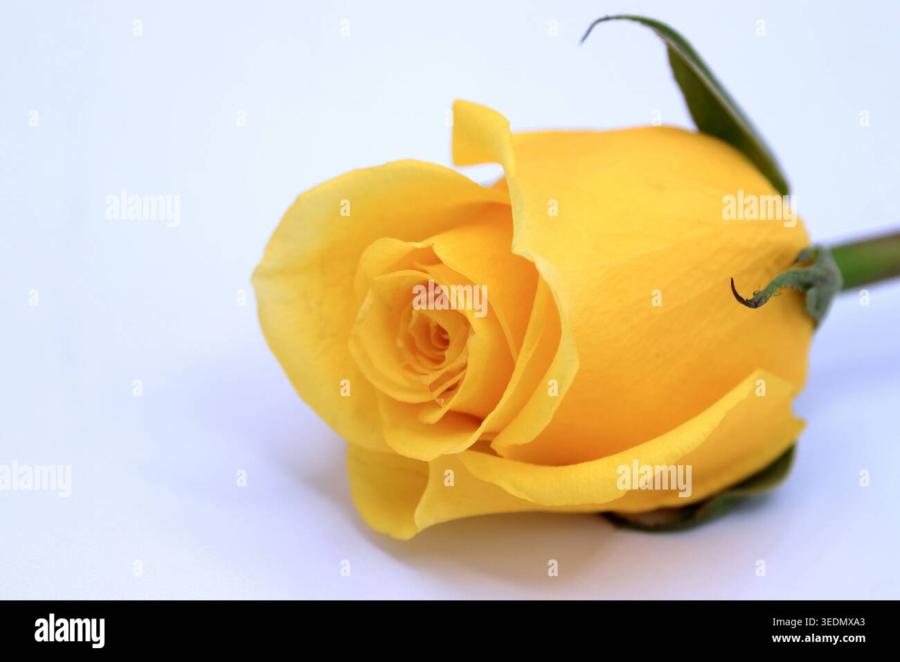 Una splendida rosa gialla vibrante su sfondo bianco. Foto Stock