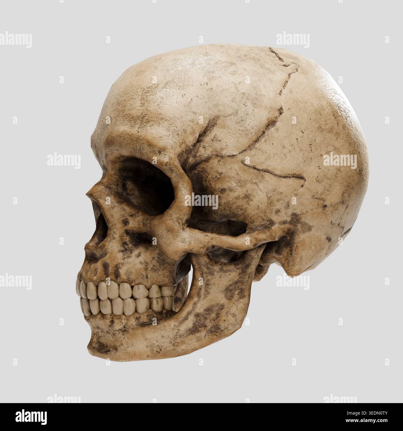 Cranio - cranio umano isolato su sfondo bianco, cranio scolpito frullatore 3d. Foto Stock