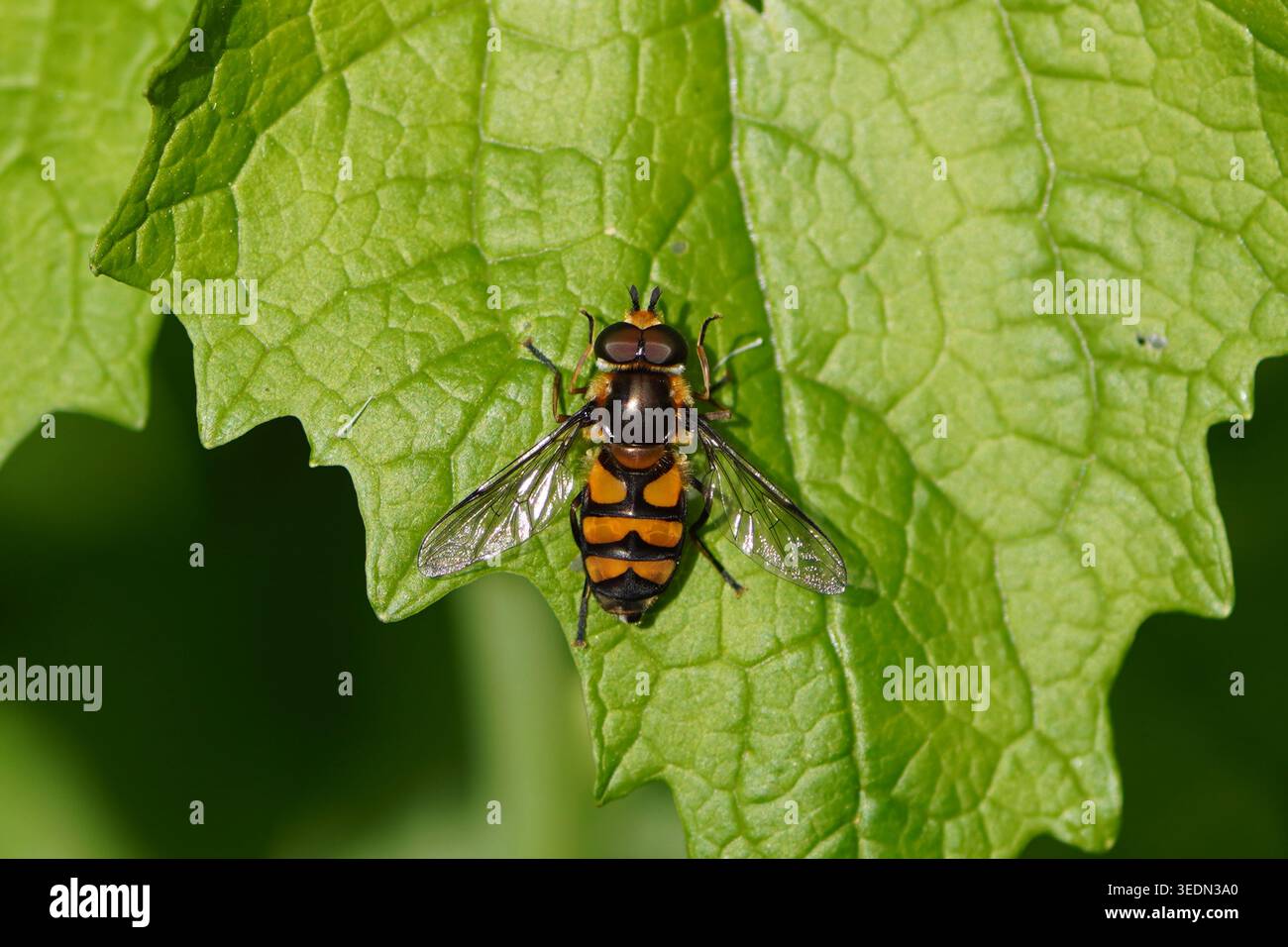 Hoverfly maschile, Lucent con il nome di pale, Didea fasciata su una foglia di senape all'aglio (Alliaria petiolata). Primavera, Paesi Bassi Foto Stock