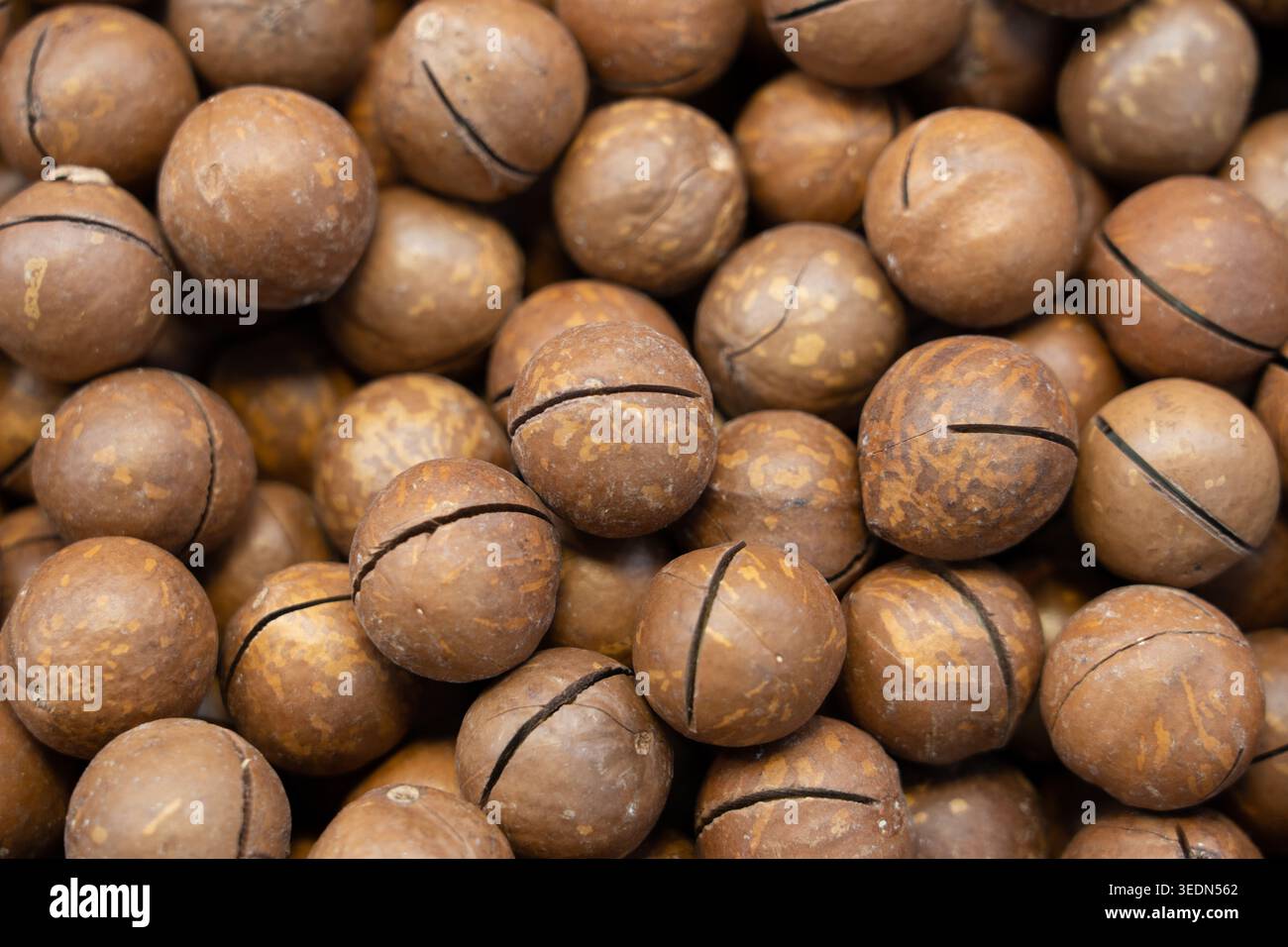 Noci di macadamia con conchiglie dure distinte e una linea di pre-taglio Foto Stock