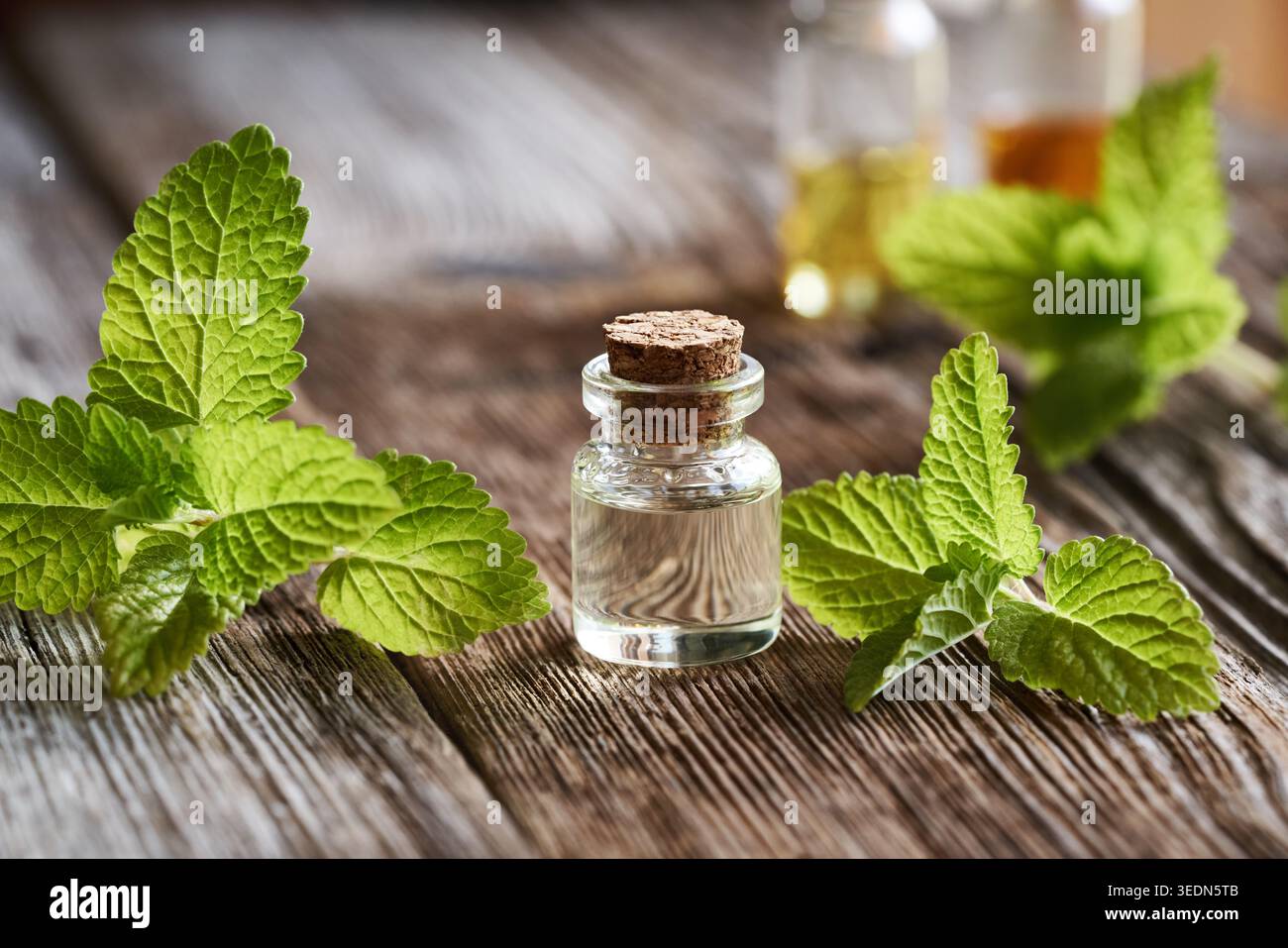 Una bottiglia di melissa o olio essenziale di balsamo al limone con pianta fresca Foto Stock