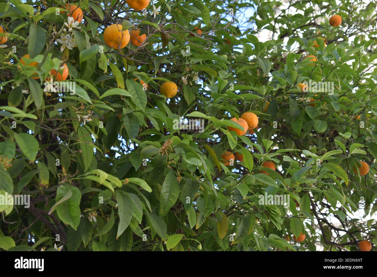 Arance mature e fiori bianchi che crescono su un lussureggiante albero di agrumi sotto la luce del sole Foto Stock