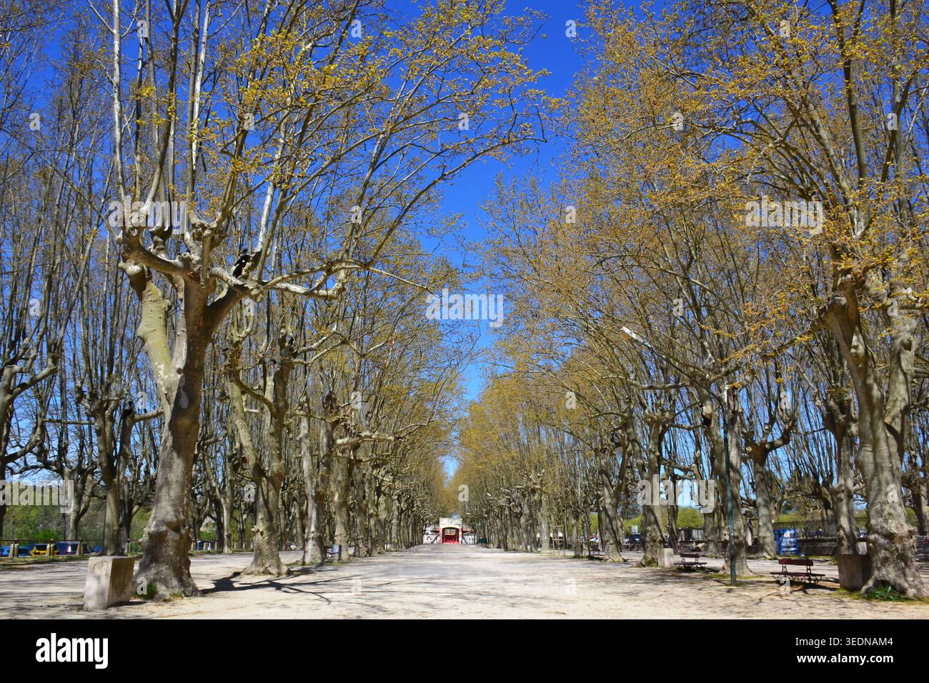 Viale di alti platani lungo la storica Esplanade sotto un cielo azzurro a Sommieres, dipartimento di Gard, Francia. Foto Stock