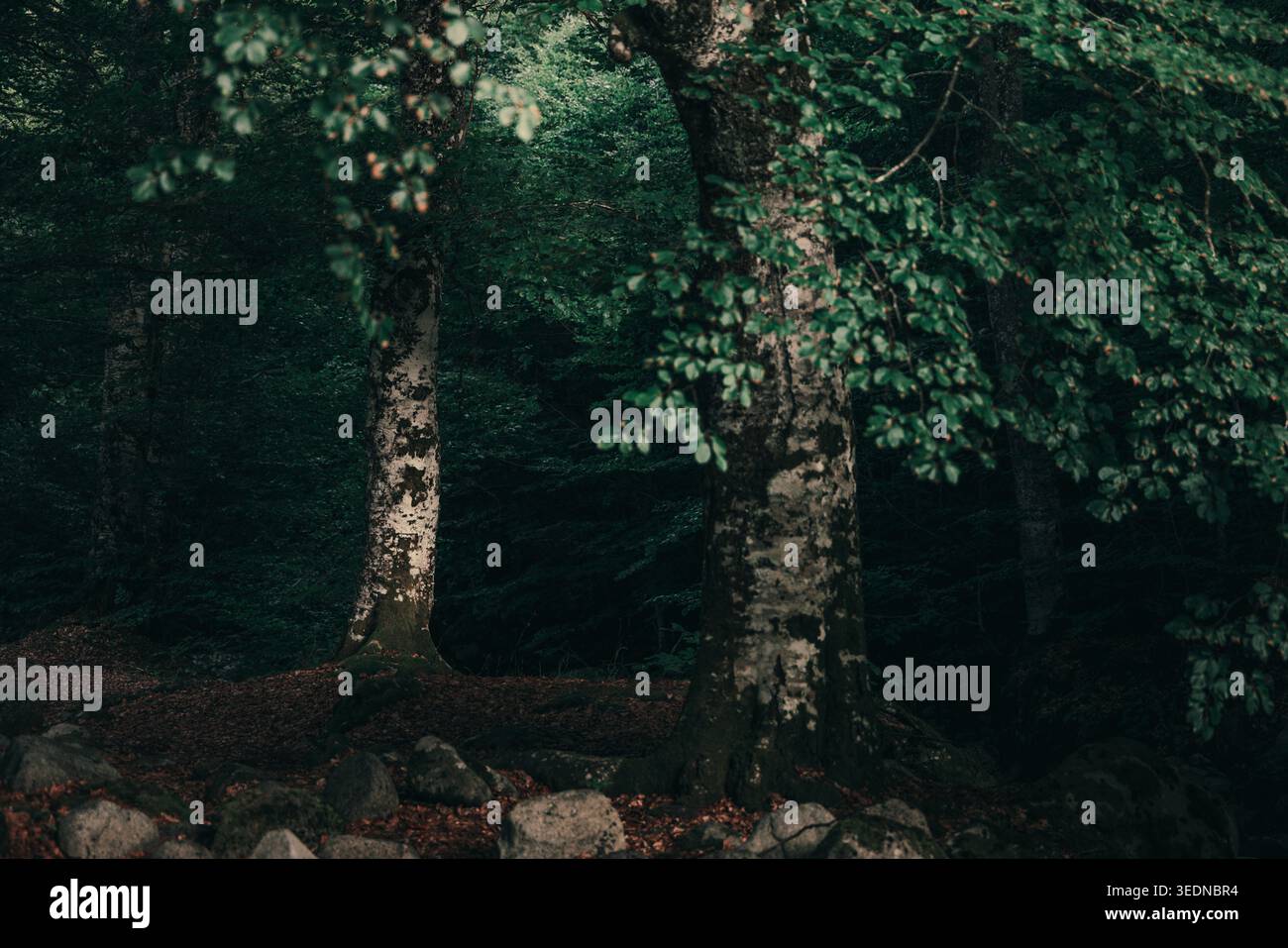 La foresta è circondata da alberi di betulla e rocce sparse sul fondo della foresta, catturate dalla luce naturale soffusa con ombre profonde e ricche tonalità di verde. Foto Stock