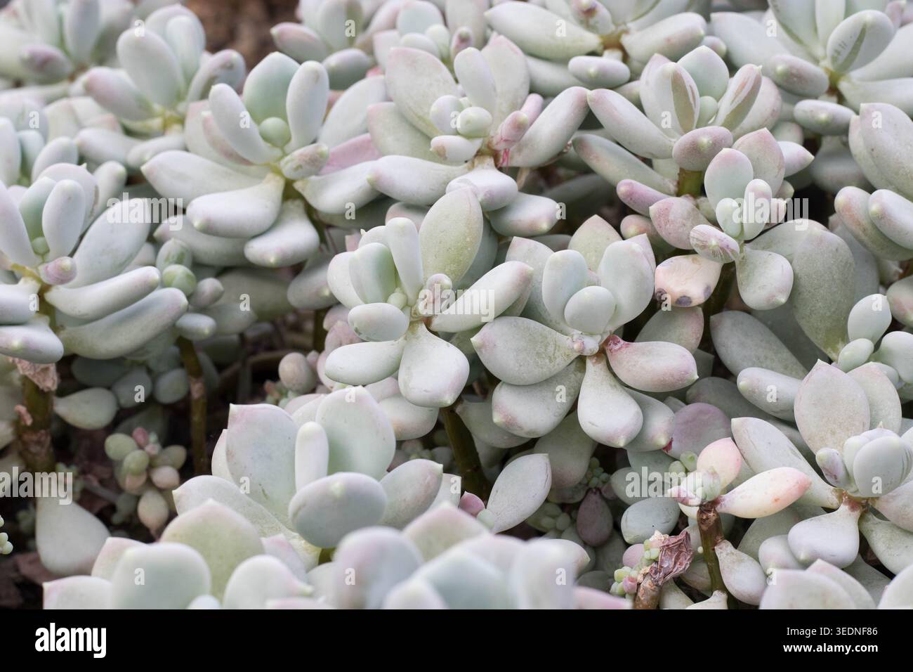 Pachyphytum bracteosum Foto Stock