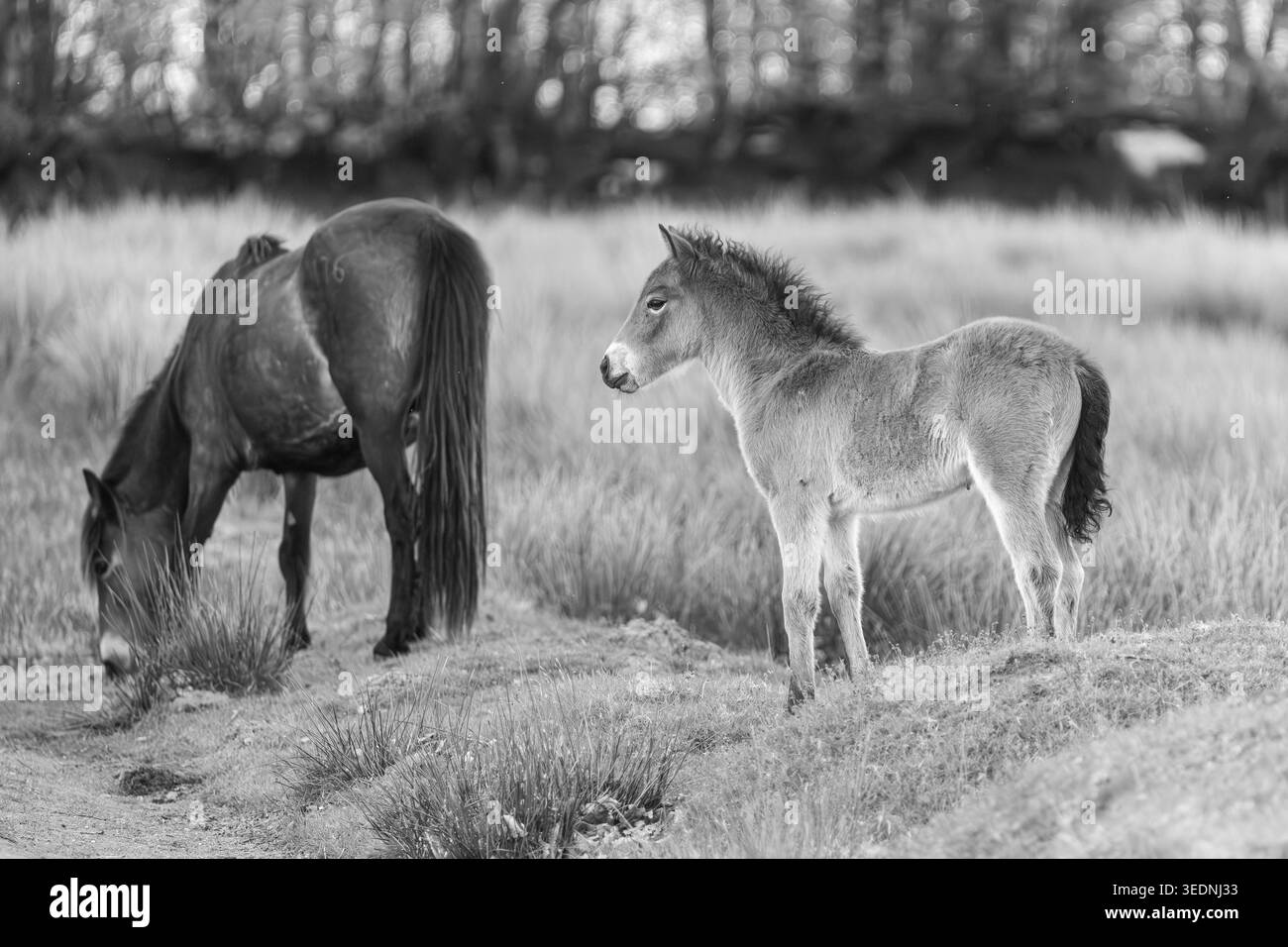 Primo piano di un giovane pony Exmoor in natura Foto Stock