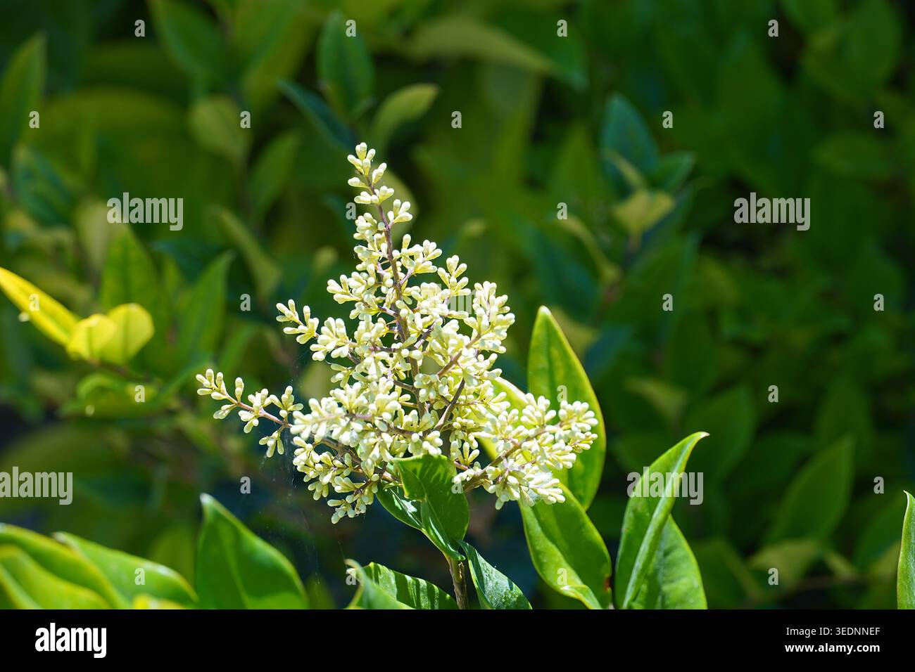 Il privet di foglie di cera, o Ligustrum japonicum, pianta fiori bianchi, in un giardino ad Atene, Grecia Foto Stock