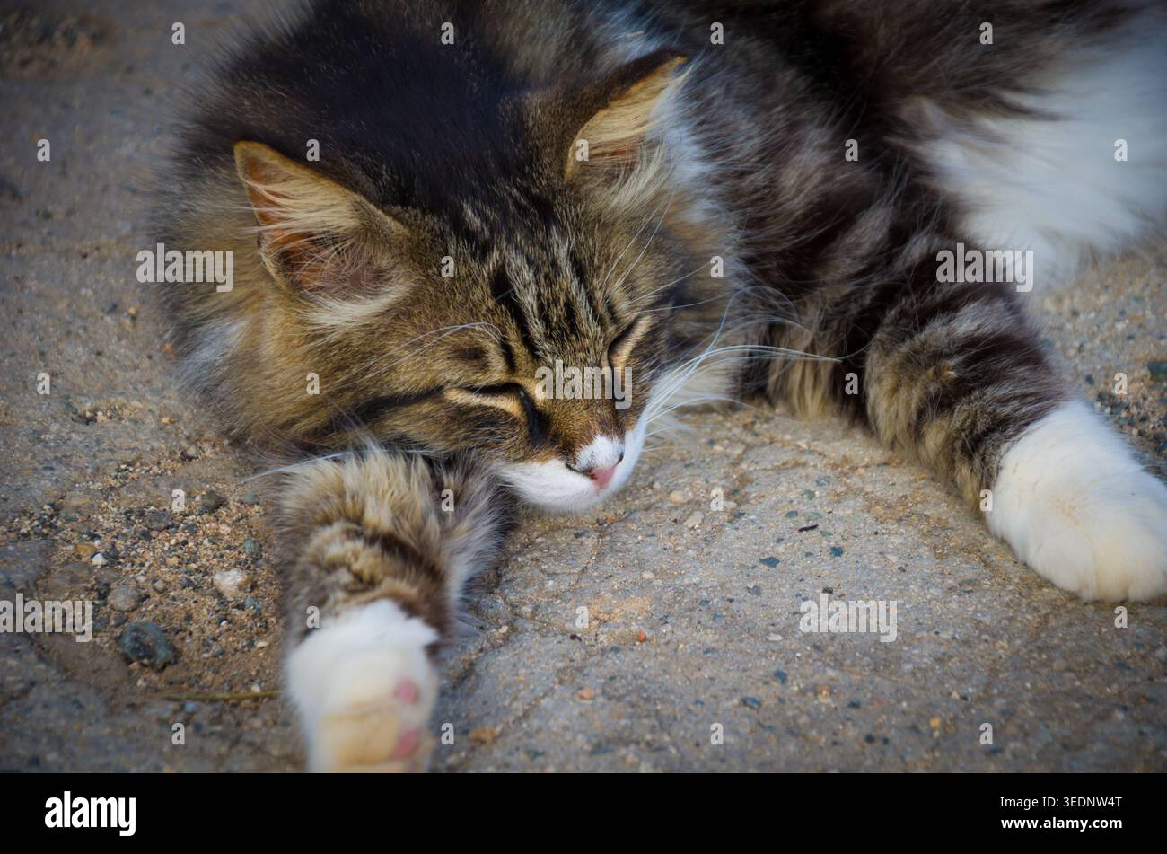Soffice gatto dormiente a terra Foto Stock