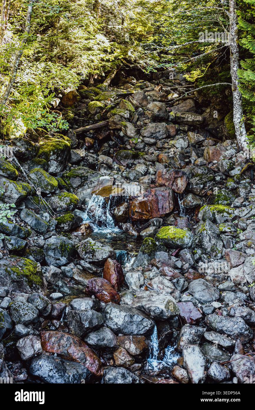 Piccolo ruscello di montagna che si estende su Mossy Rocks e Boulders in una fitta foresta Foto Stock