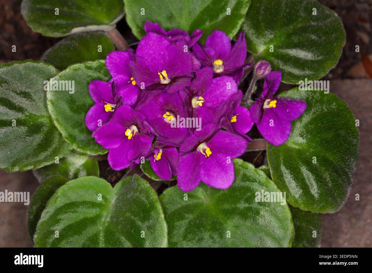 Ammasso di fiori viola profondi e foglie verde scuro di viola africana, Saintpaulia, una popolare pianta per interni, Foto Stock