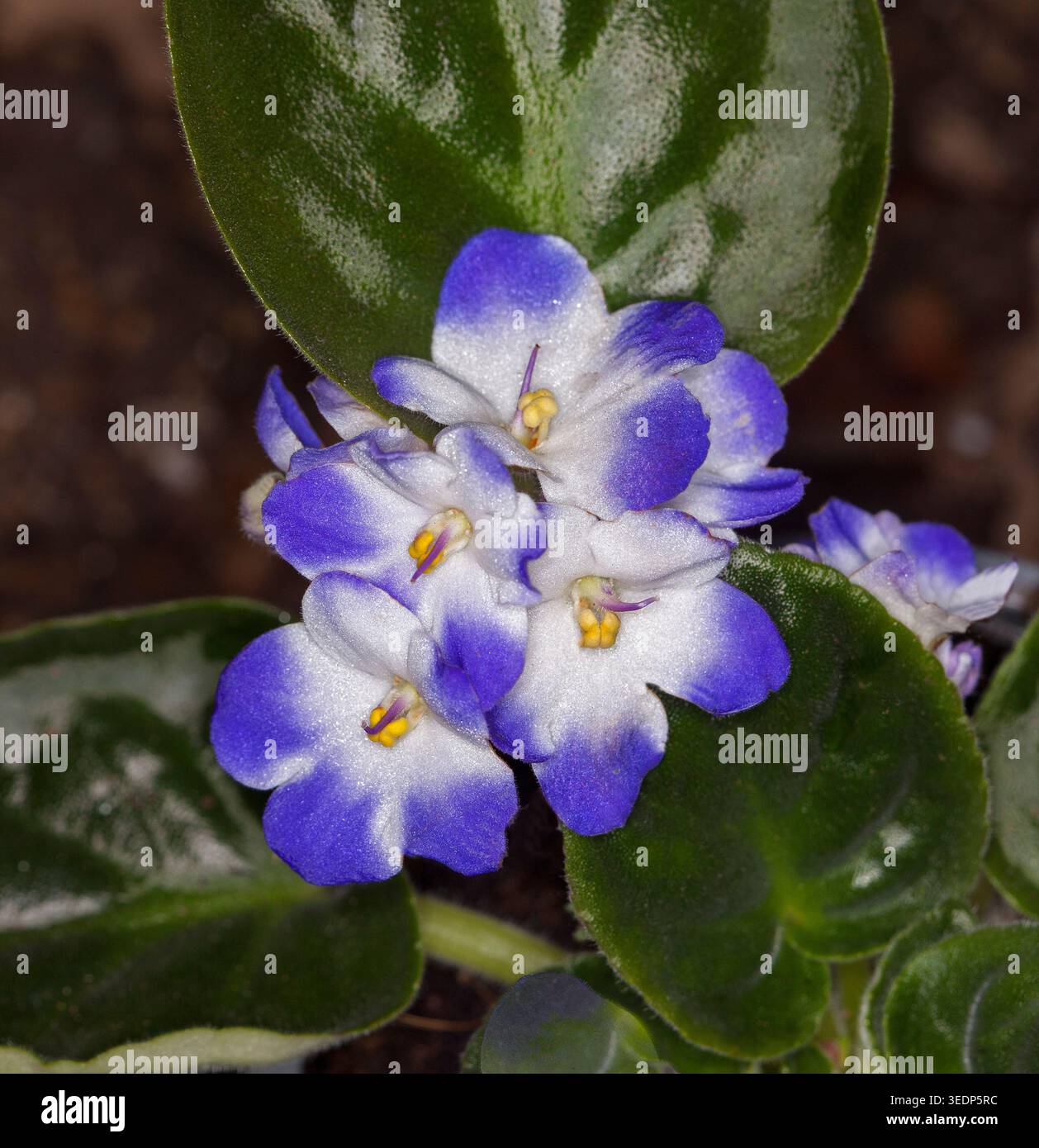 Insoliti fiori blu e bianchi e foglie verde scuro di viola africana, Saintpaulia, una popolare pianta per interni, Foto Stock