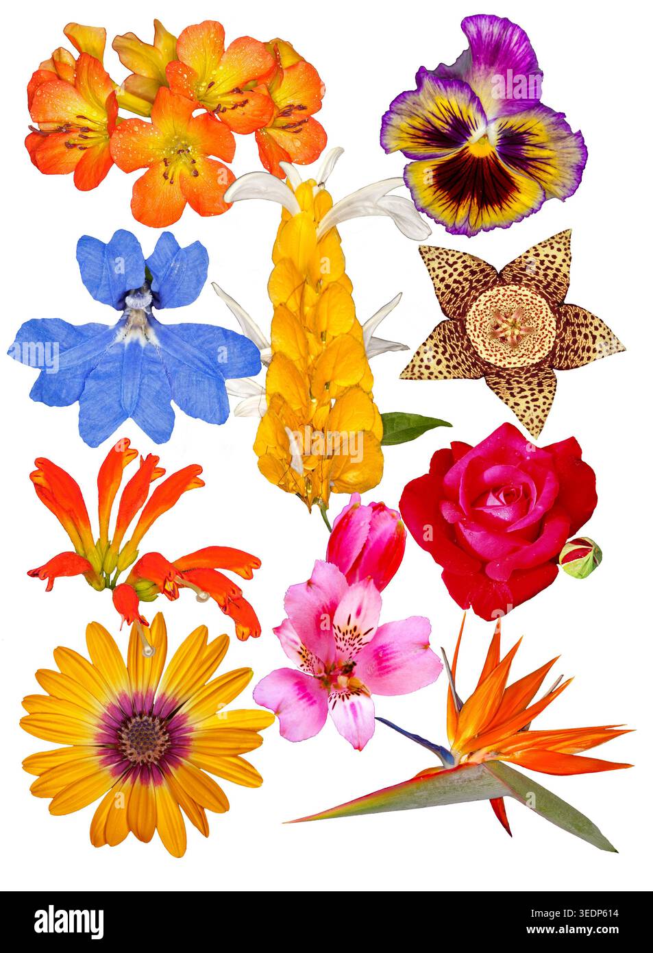 Splendide immagini di fiori da giardino, che mostrano un'incredibile varietà di forme di fiori, in colori vivaci, su sfondo bianco Foto Stock