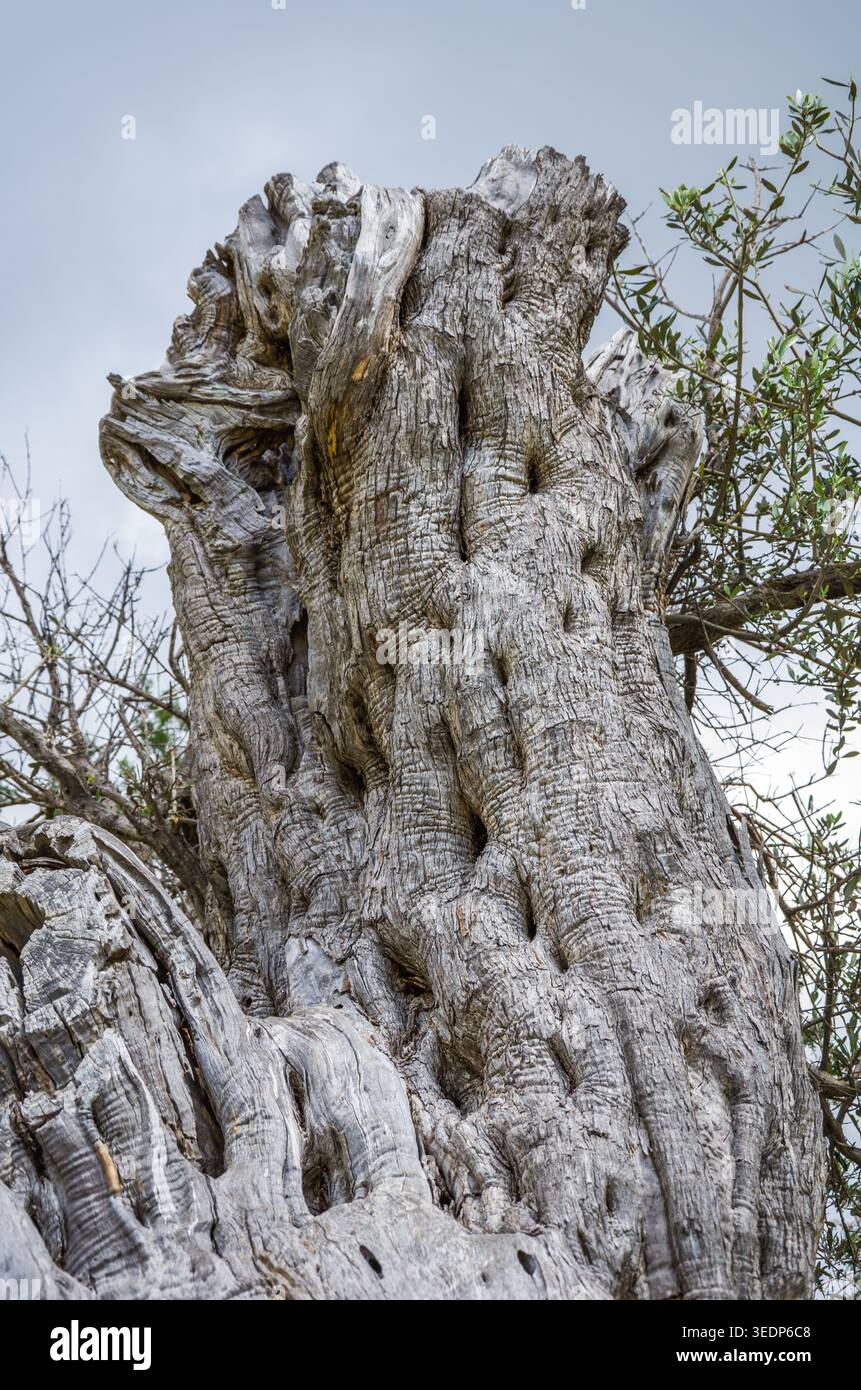 Primo piano del tronco ad albero intemprato Foto Stock